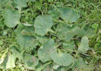 Photo of Wide leaves of Greater Plantain weed